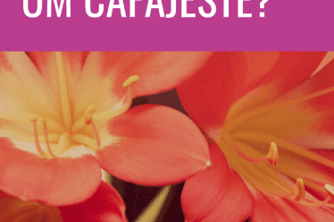 cafajeste