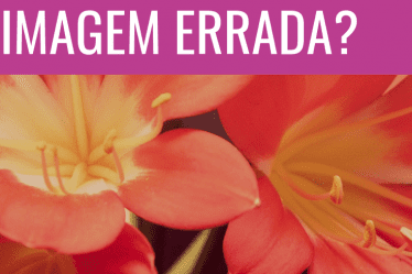 passando a imagem errada
