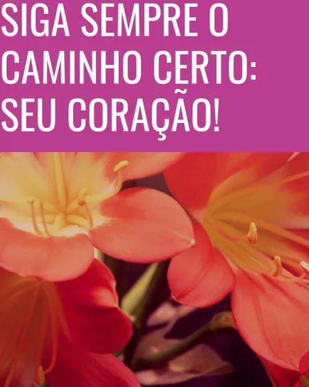 siga sempre